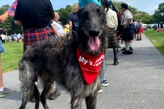 Scottish Deerhound